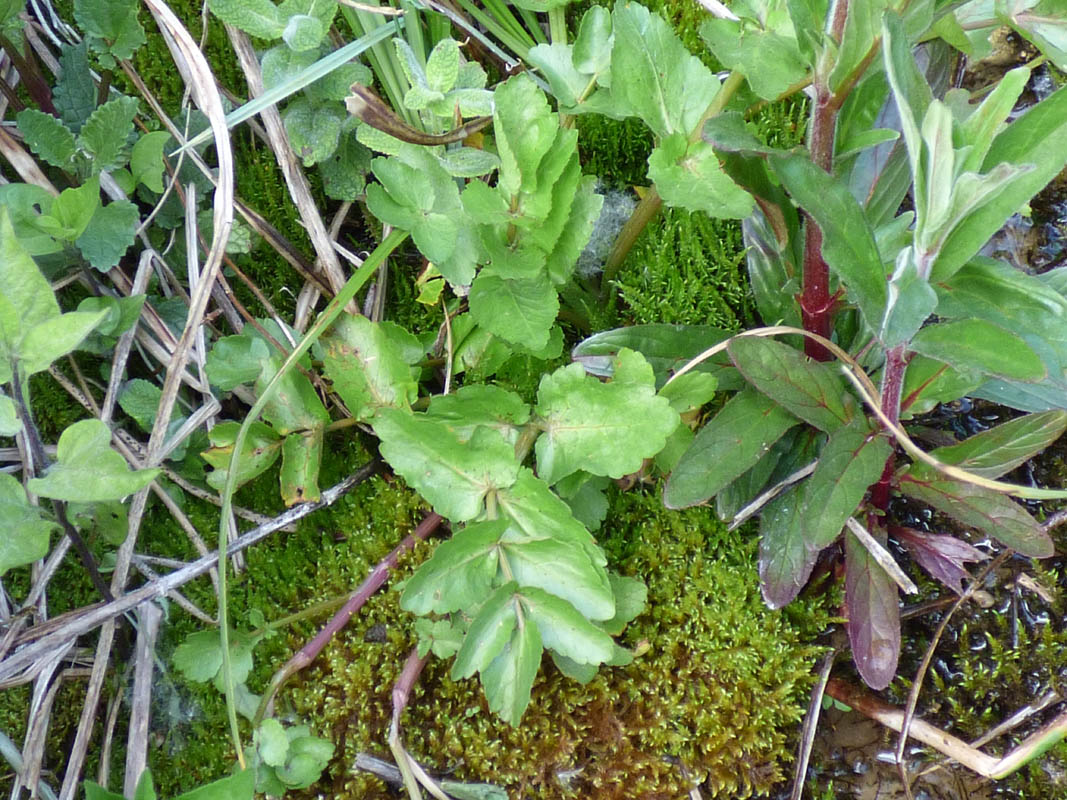 Apium repens